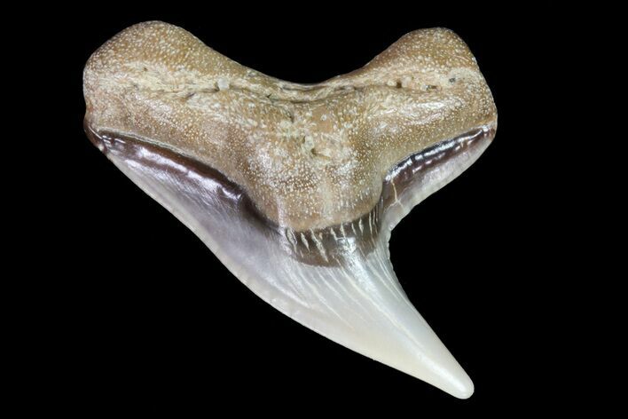 Fossil Tiger Shark (Galeocerdo) Tooth - Virginia #71152